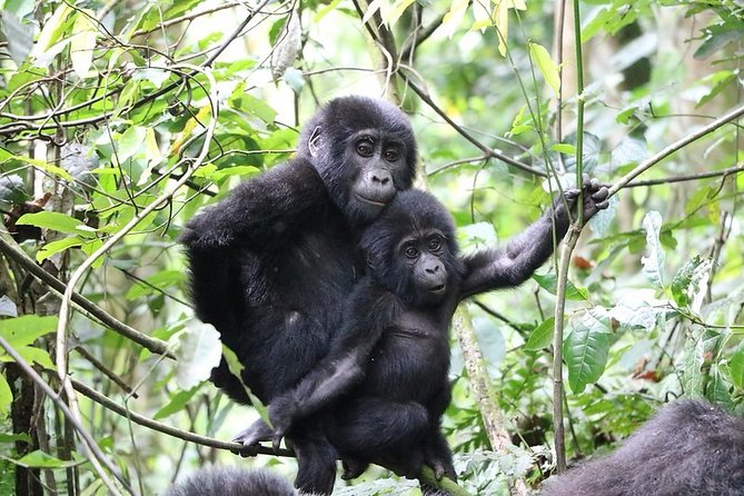8 Days Gorilla and Wildlife Safari - Wildlife Viewing Opportunities