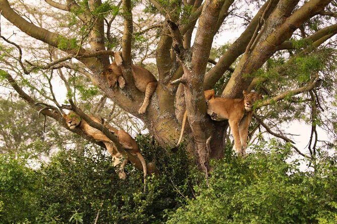 8 Days Private Tanzania Bush and Beach Family Safari - Cultural Immersion