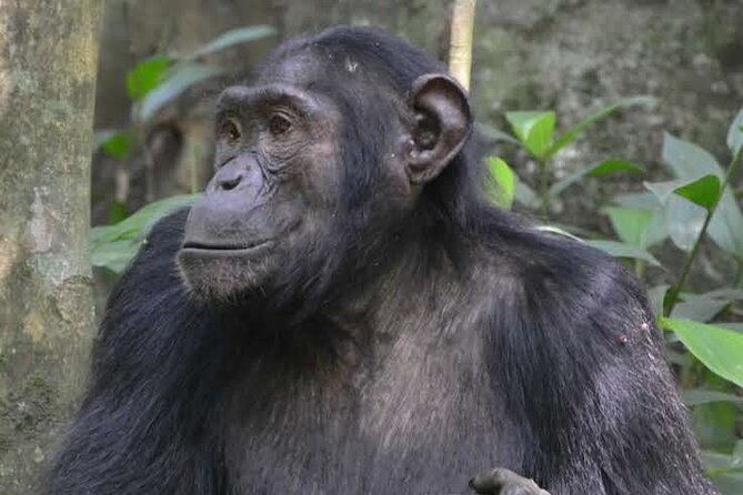8 Days Source of Nile River Primates and Game Drive Safari - Day 3: Chimpanzee Tracking in Budongo Forest