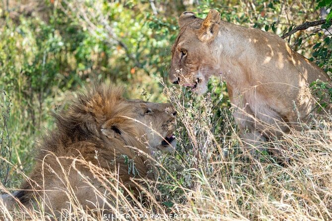 9 Day Mgahinga Gorilla Trek Mara Lake Nakuru & Naivasha Park - Accessibility Considerations