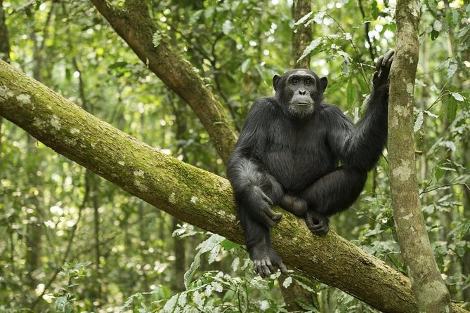 9-Day Uganda Primates - Lions & so Much More (Midrange) - Cultural Experiences