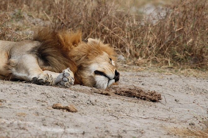 9 Days Honeymoon Private Safari and Zanzibar Beach Tour