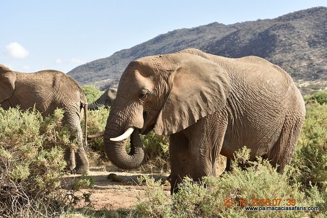 9-Days Safari Choroa Private Tour in Kenya - Booking Process