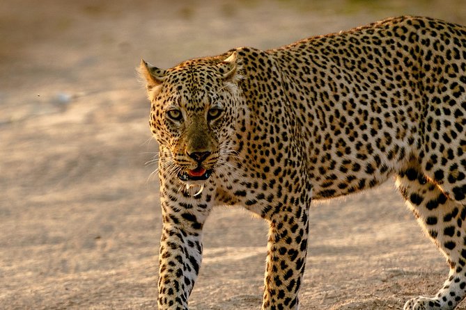 9 Days Samburu, Nakuru, Masai Mara, Amboseli Safari - Dining Options