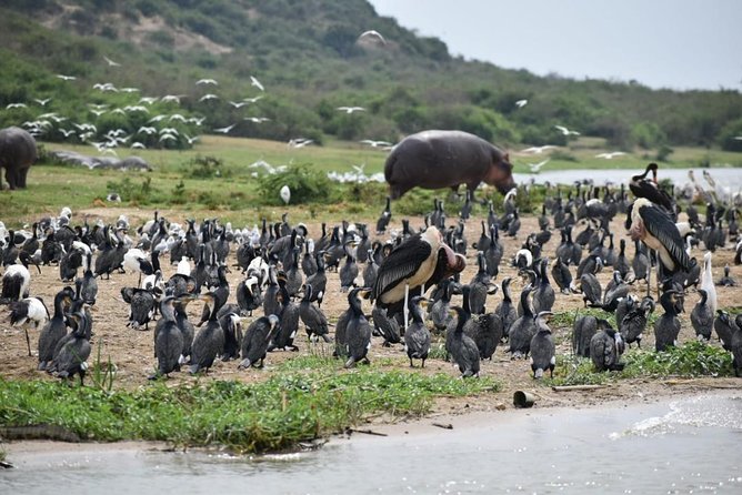 9-Nights Budget Safari: Mountain Gorillas, Primates & Wildlife - Itinerary Highlights