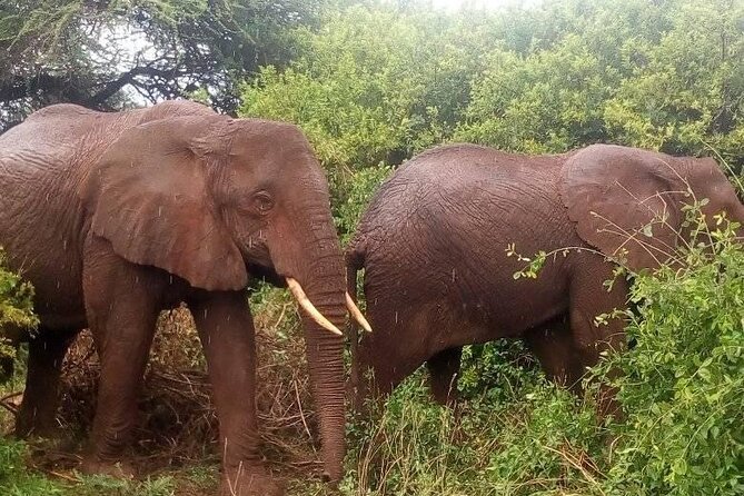 A Day Trip Safari To Lake Manyara National Park - Lunch Experience