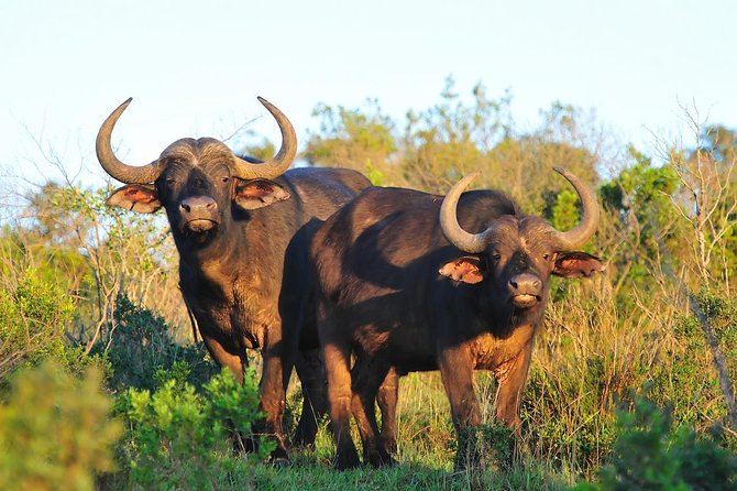 Aberdares National Park Luxury Lodge Safari 2days 1 Night Tour - Pickup Logistics