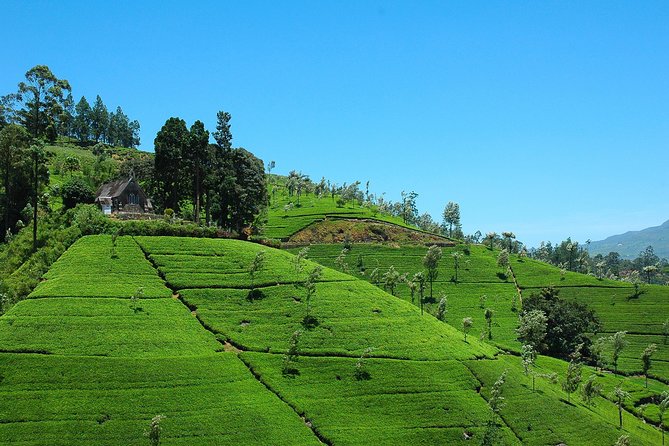ADAMS PEAK (Holy Mountain) WITH the HILLS - 6 Days - Meals Included