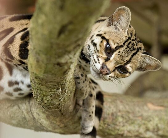 Admission Ticket to Las Pumas Rescue Center - Location Information
