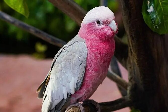 Africano Park Alexandria Safari From Cairo - Meeting & Pickup Information