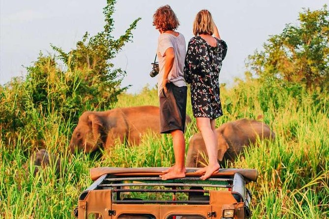 Afternoon Game Drive at Minneriya National Park - Additional Information