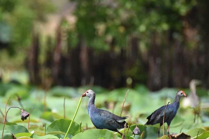 Afternoon Safari to Bundala National Park - Booking Options