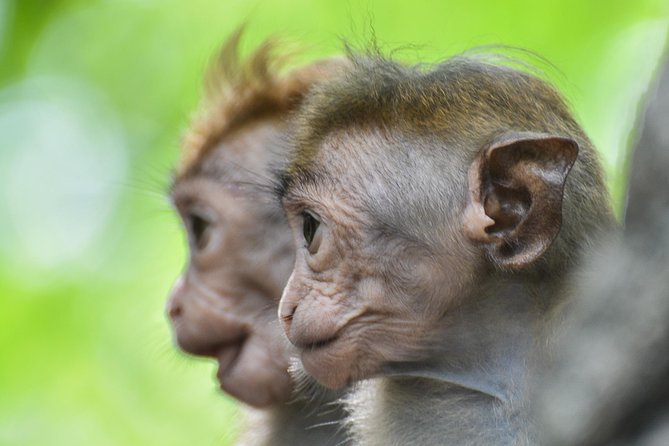 Afternoon Safari to Wilpattu National Park - Directions