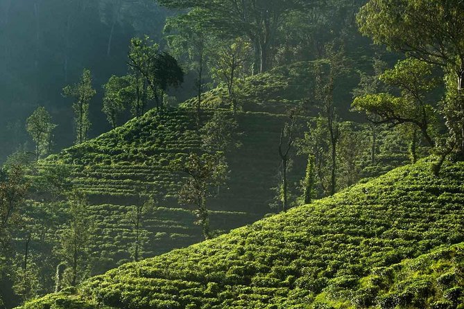 All Inclusive - Explore Countryside of Nuwara Eliya by Tuk-Tuk - Additional Info on the Experience