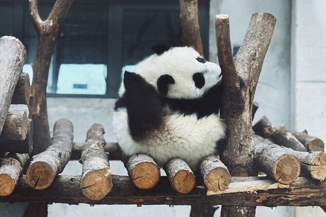 All-Inclusive Xian Panda and Terracotta Warriors Layover Tour With Lunch - The Sum Up