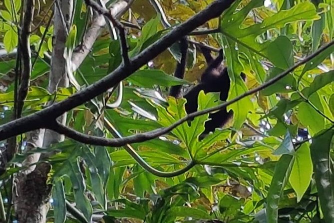 Altun Ha Pyramids and Monkey Sanctuary From Belize City - The Sum Up
