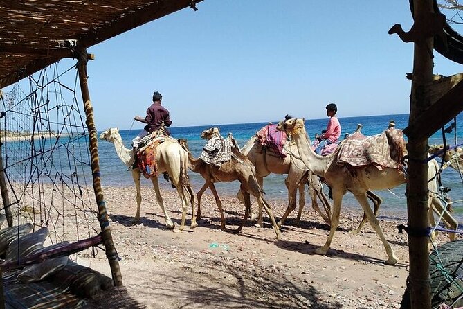 Amazing Full Day In Dahab Three Bools Desert And Sea From Sharm - Included Activities