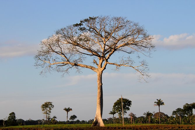 Amazon Adventure In to the Jungle 4D/3N At Amazon Mamori Lodge - Tips for a Great Experience
