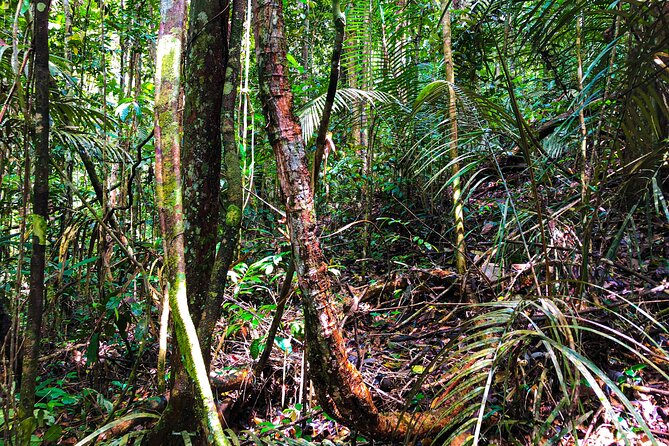 Amazon River Cruise Trip Explore 5D/4N - Itinerary Highlights