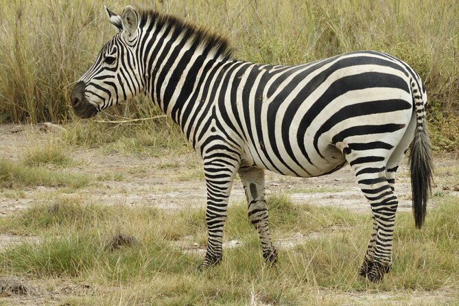 Amboseli Day Trip Private Tour - Tips for a Successful Trip