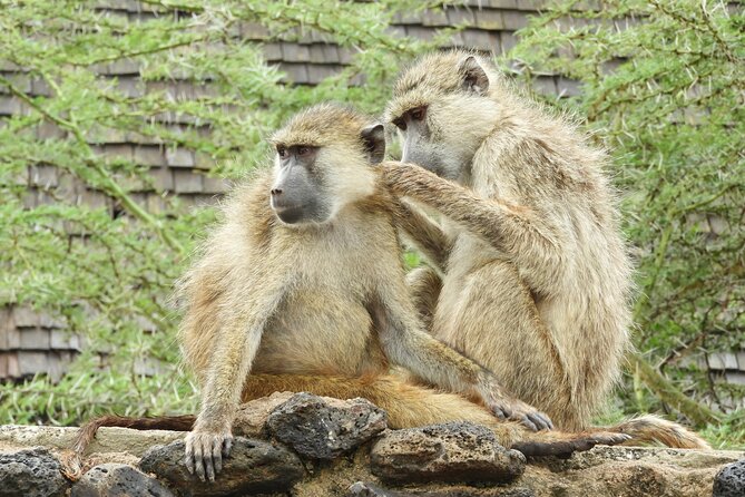 Amboseli National Park Private Day Safari - Reservation and Payment Options