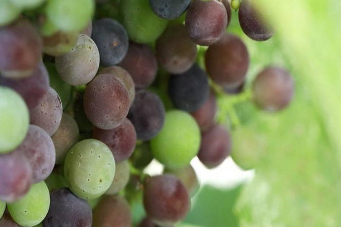 Ancient Ephesus Private Tour With Wine Tasting From Kusadasi - Accessibility Information