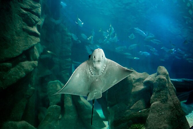 Aquario and Biopark Half-Day Tour - Pickup Options and Locations
