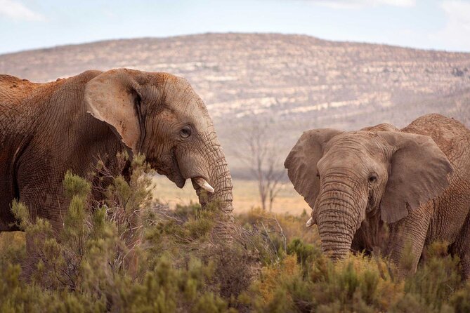 Aquila Safari Full Day Tour With Fairview Wine Tasting - Booking Information