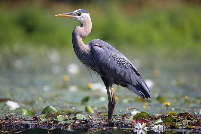Arusha National Park Guided Tour From Arusha - Additional Information