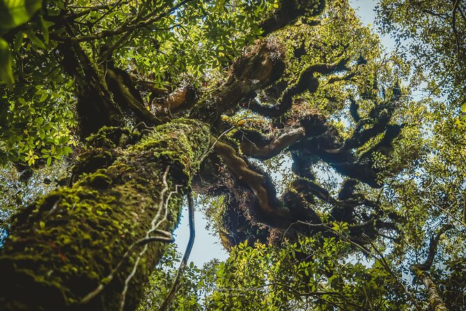 Aural Mountain Trek: Cambodia Tallest Peak Challenge - The Sum Up