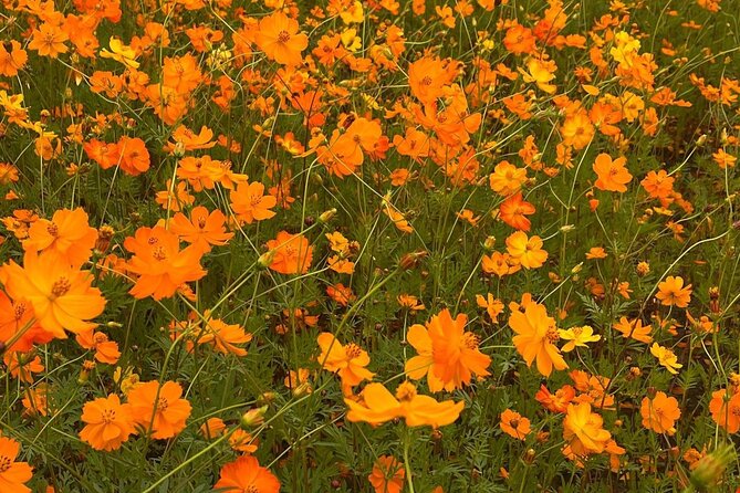 Autumn Trip for Birch Forest and Garden of Nature and Flower Fest - Price and Payment Options