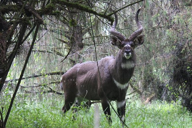 Bale Mountain National Park 5 Days Tour Package - Cancellation Policy