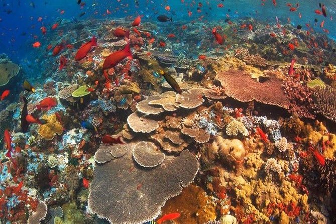 Bali Best Destination - Special Packed Trip to Nusa Penida - Snorkeling Spots