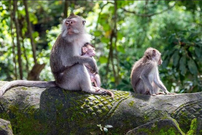 Bali Swing and Ubud Tours - Pickup Locations