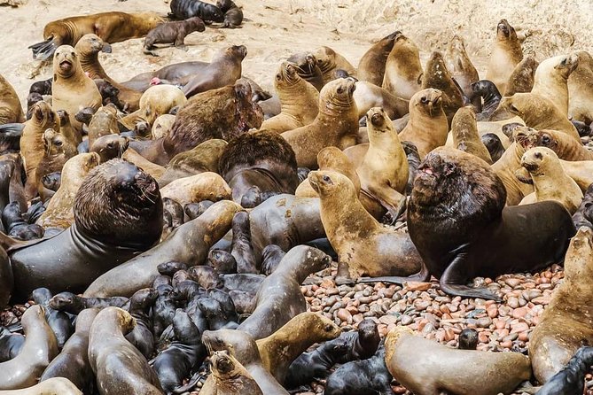 Ballestas Islands + Paracas National Reserve (From Paracas) - The Sum Up