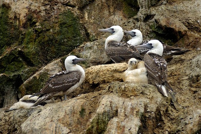 Ballestas Islands Private Tour - Tour Guide and Language Options