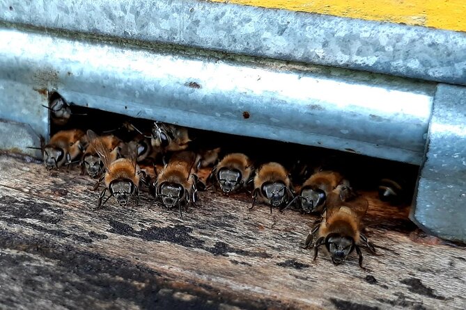 Beekeeping and Honey Wine Making Private Experience in Alaverdi - Additional Information