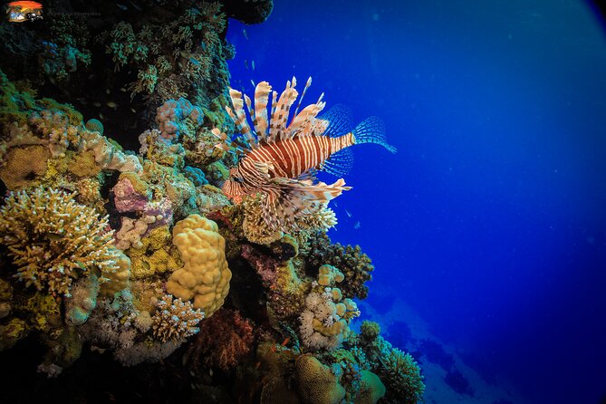 Beginners Scuba Diving 2 Stops Boat Trip With Equipments and Lunch - Hurghada - Reservation and Cancellation