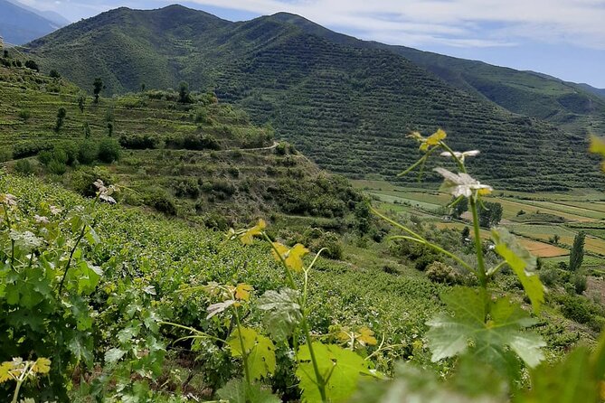 Berat 4x4 Off-Road and Vineyard Wine Tasting - Snacks and Local Delicacies