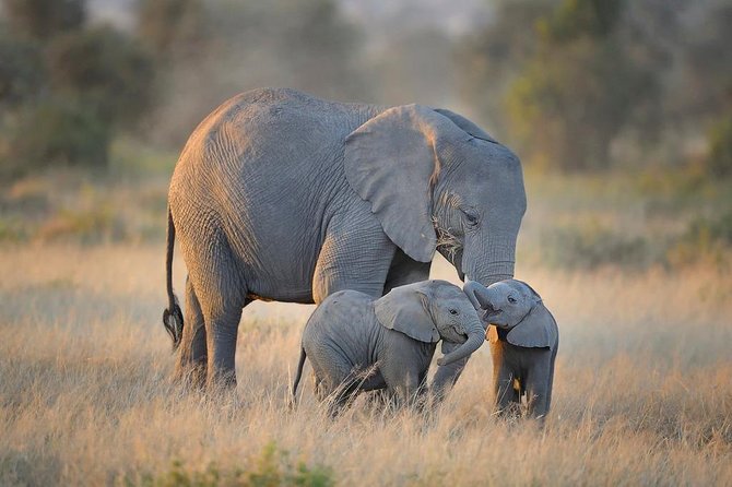 Best 7 Days Kenya Adventure Wildlife Safari - Day 6: Tsavo East National Park