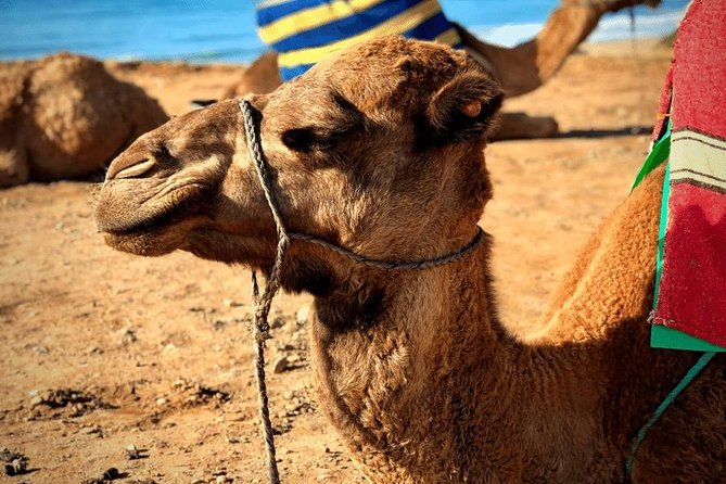 Best Tangier Shore Excursion: Full-Day City Tour - Booking Information