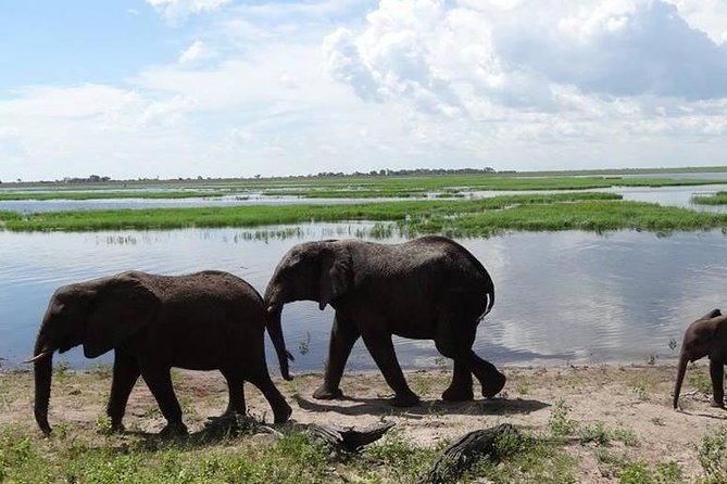 Big 5 Hwange Safari National Park Daytrip From Victoria Falls - Booking Details