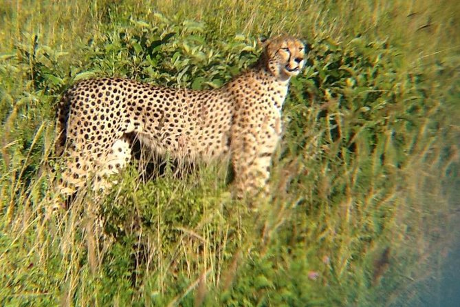 Big Cat Exclusive Safari - What To Expect on the Safari