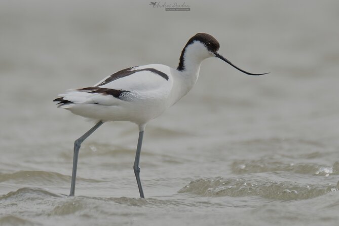 Bird Watching and Photography Private Tour Near Constanta - Operator Information
