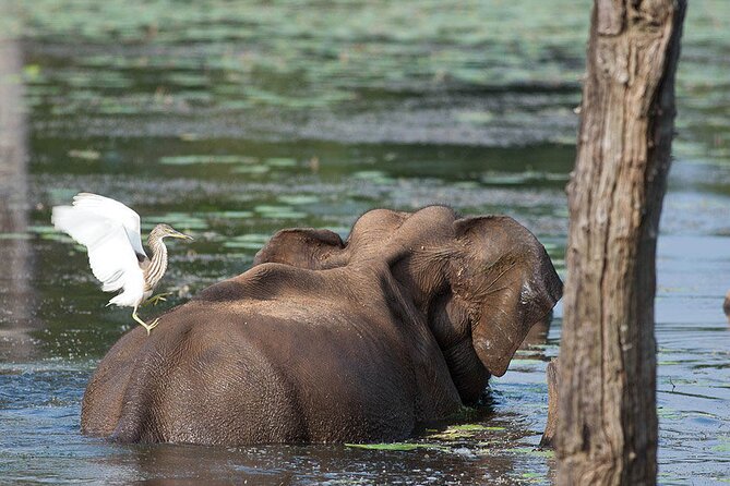 Bird Watching and Wildlife Tour (6 Days) - The Sum Up