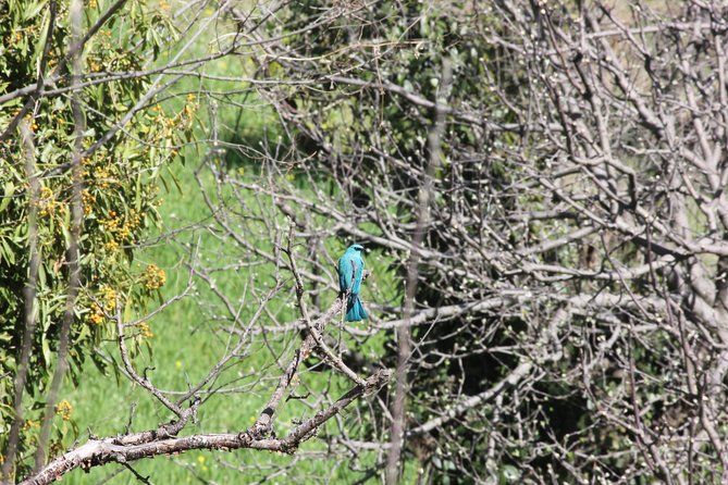 Bird-Watching Hikes Around Jibhi - Essential Gear for Bird-Watching Hikes