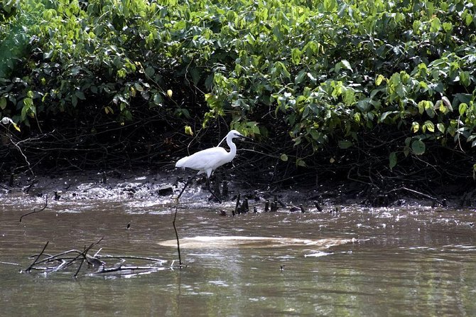 Bird Watching Tour at Muthurajawela - Accessibility and Expectations