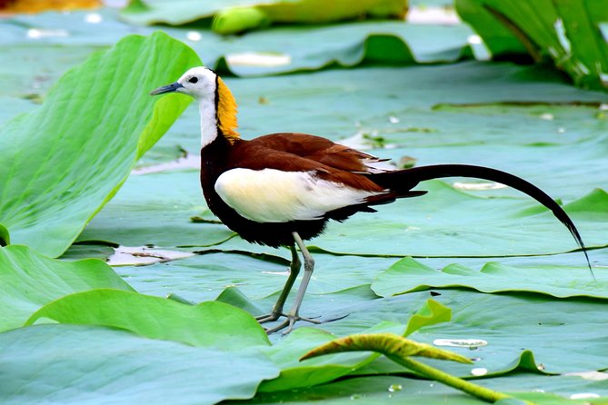 Bird Watching Tour in Muthurajawela Wetland From Colombo Harbour - Frequently Asked Questions