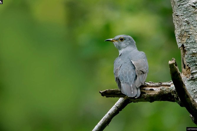 Birdwatching Walk in Sigiriya Countryside - Meeting Point