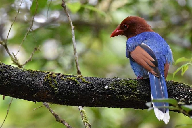 Birdwatching Walk in Sinharaja Rainforest From Colombo - Frequently Asked Questions